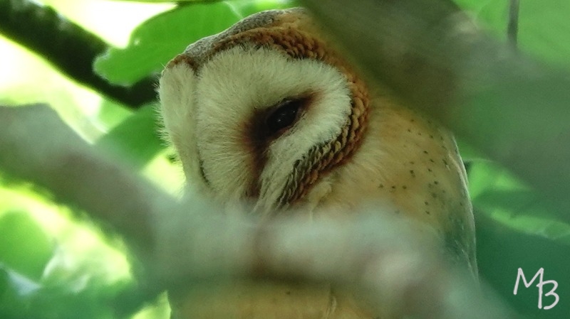 Marian Buurman - kerkuil  - 2025614;juni;